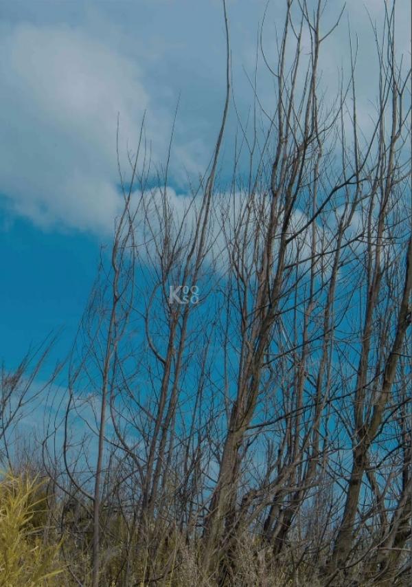 PHOTO-SET-Whoseman-9-明星教練男丁格爾-芬達